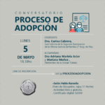 adopcion 2